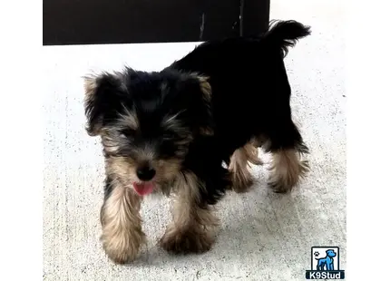 a yorkshire terrier dog lying on the ground